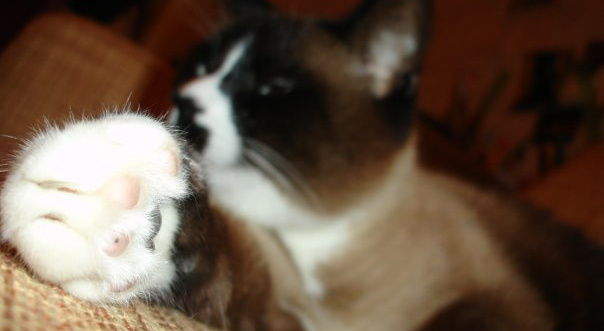 Tesla выпустила кошачий Cybertruck