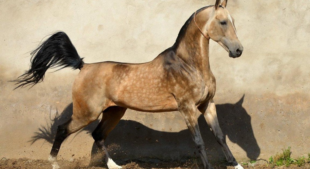 So expensive horses: 5 самых дорогих лошадей в истории